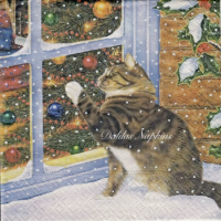 Rare Cat in winter at the window