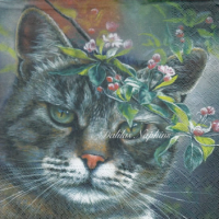 Rare Lovely Tomcat