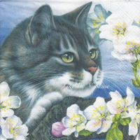 Rare Tomcat with white flowers