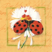 Rare Ladybug on daisy