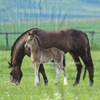 Pair of Horses